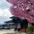 海南寺と桜